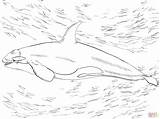 Orca Ausmalbild Zum Ausmalen Whale Orka Killerwal Orque Colorear Wal Malvorlage Kolorowanka Supercoloring Kolorowanki Ballena Orcas Colouring Kinderbilder Druku Disegno sketch template