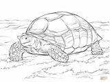 Tortoise Coloring Pages Sulcata Printable Drawing Animal Turtle Color Giant Adults Schildpadden sketch template