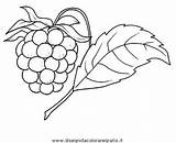Lampone Disegno Alimenti Frutta sketch template