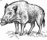 Coloring Hog Pages Pig Wild Boar Kids Feral Clipart Animals Hunting Portal Parents Animal Choose Board Drawing Webstockreview sketch template