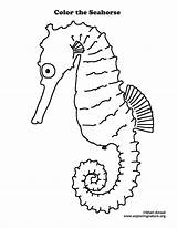 Seahorse Coloring Drawing Line Getdrawings sketch template