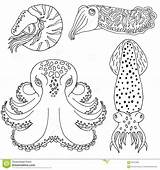 Coloring Cuttlefish Designlooter 4kb 1300 sketch template