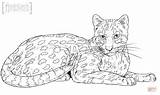 Coloring Pages Colouring Serval Template sketch template