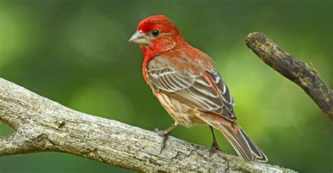 house finch animal facts haemorhous mexicanus   animals