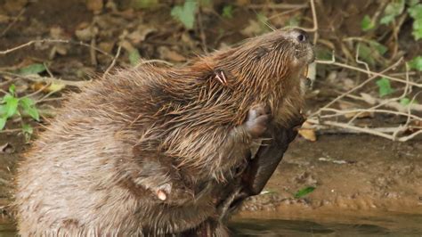 beavers allowed  stay  river otter      endangered