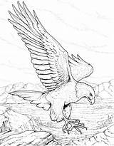 Eagle Coloring Pages Bird Prey sketch template