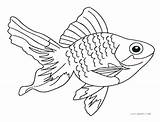 Fish Coloring Pages Saltwater Line Printable Realistic Drawing Real Color Kids Getdrawings Goldfish Getcolorings Aquarium sketch template
