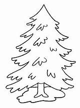 Coloring Pine Tree Pages Trees Evergreen Printable Kids Print Drawing Color Leaves Coniferous Life Getcolorings Pencil Christmas Outline Forest Drawings sketch template