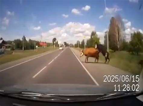 Atropellan A Una Vaca Apareándose En Rusia Video Huffpost