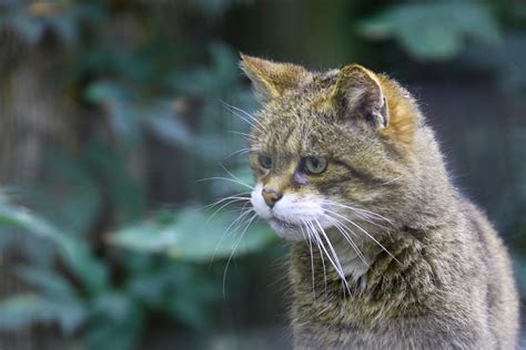 worlds rarest cat species   hope   tiny wildcat kittens