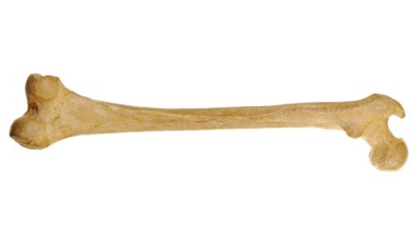 long bone  part   skeleton