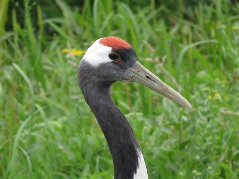 red crowned crane marnixs bird gallery
