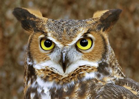 owl  biggest animals kingdom