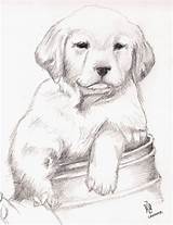 Retriever Labrador Cachorros Imagui Perritos Faciles Dog Dibujando Tiernos Labradores Dibujados Lápiz Cachorrito Chidos Drawing sketch template