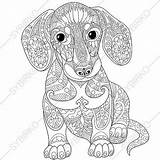Dog Coloring Sausage Pages Dachshund sketch template
