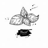 Basil Basilico Leaves Pianta Isolata Foglie sketch template