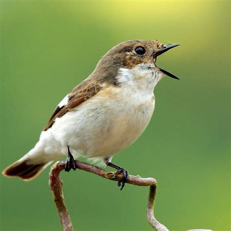 vogel bild heimische vogelarten nrw