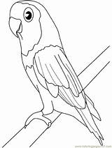 Coloring Parakeet Pages Parrots Printable Birds Color sketch template
