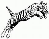 Jumping Tigre Colorier Clipartmag Gratuit Visiter sketch template
