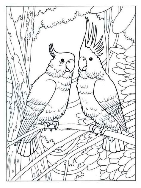 birds sitting  top   tree branch   forest coloring page