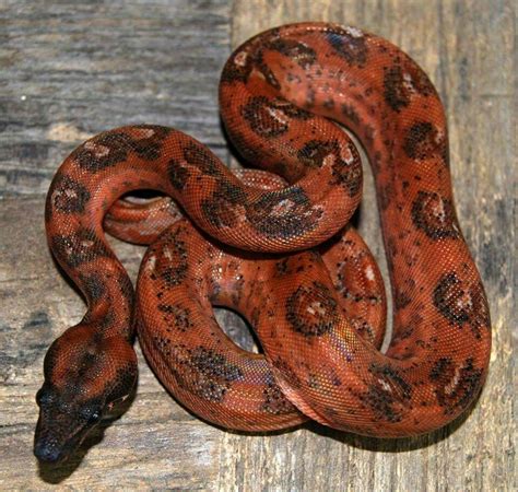 orange tail hypo leopard boa cute reptiles reptile room reptile snakes