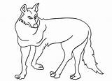 Kojote Coyote Ausmalbild Cool2bkids sketch template