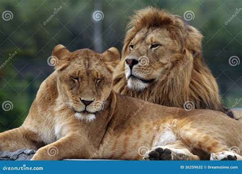 leeuwen stock foto image  kijk vlees afrikaans vrij