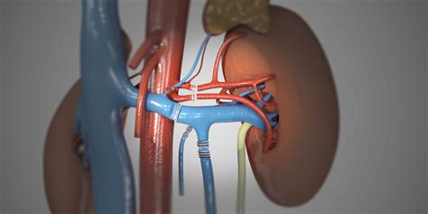 living donor kidney transplant part  laparoscopic living donor nephrectomy tvasurg