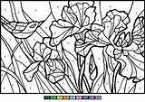 Irises Watercolor Numero Número 99worksheets Supercoloring sketch template