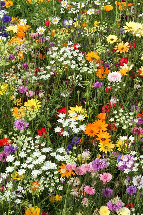 candy wildflowers pictorial meadows candy wildblumenwiese blumen