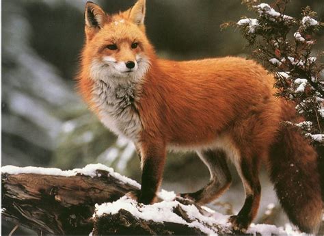 amazing facts  foxes   blow  mind animal encyclopedia