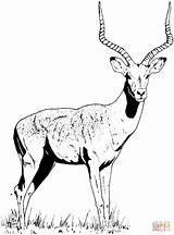 Gazelle Coloring Impala Pages Animal Supercoloring Drawing Silhouettes Color Visit Printable sketch template