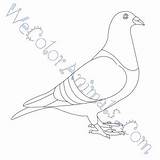 Pigeon Coloring Pages Click sketch template