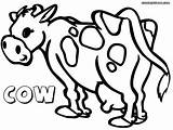 Cow Coloring Pages Print sketch template