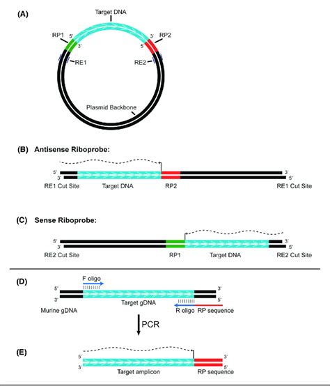 Generation Of Antisense Riboprobes From Plasmid And Pcr Dna A C