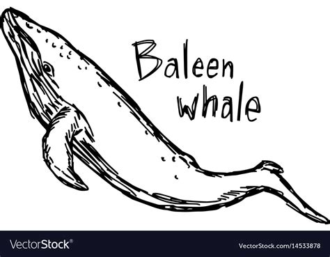 baleen whale sketch hand drawn royalty  vector image