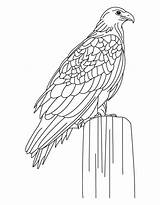 Colorare Adler Aquila Reale Disegni Coloring4free Ausmalbild Reali Aquile Scaricare Siting sketch template