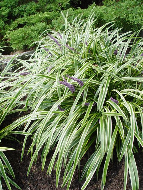 variegated plants garden housecalls