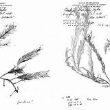 Caulerpa Floridana Specimen Herbarium Joly sketch template