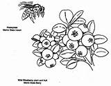 Bush Blueberry Coloring Pages Wild Color Print Getcolorings Place Getdrawings sketch template