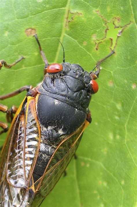 Billions Of Sex Crazed Cicada Bugs To Emerge After 17 Years Underground