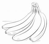 Bananas Banane Bananes Supercoloring Facile Dessiner Bannanas Racimo Plantas Plátanos Cómo sketch template