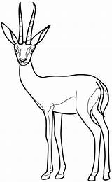 Gazelle Gazela Colorat Preschool Desene Planse Animale Designlooter sketch template