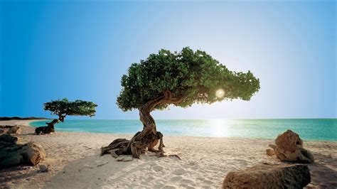aruba vacations  package save    expedia