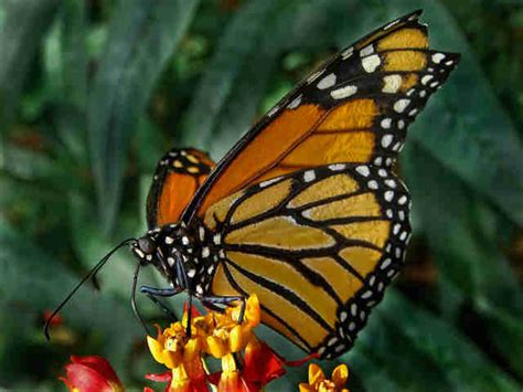 10 Facts That Will Make You Appreciate Butterflies Like