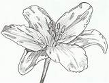 Drawing Daylily Lily Pen Flower Ink Painting Getdrawings Desenhos Tatuagens Escolher álbum sketch template