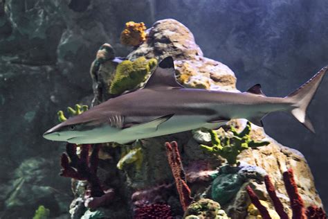 Sharks Sea Life San Antonio Aquarium