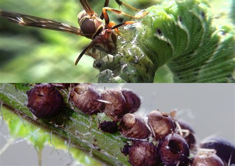 Pheromones How Insects Use Chemicals To Survive Owlcation