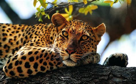 jaguars animals nature wallpapers hd desktop  mobile backgrounds