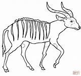 Bongo Coloring Pages Antelope African Drawing Printable Forest Categories Supercoloring sketch template